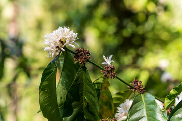 Coffee tree blossom with white color flowers