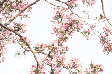 Pink cherry blossom tree
