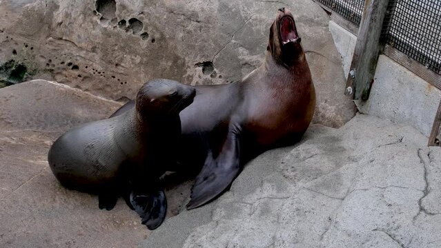 Video with sound animal roar of male northern fur seal animal. High quality 4k footage