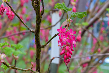 Flowering Currant Blossom 03