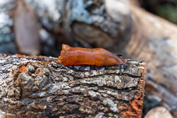 closeup of resin on a tree log 