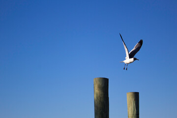 Seagull in Flight