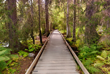Fototapeta na wymiar wooden footpath crossing a forest in a sweden national park.
