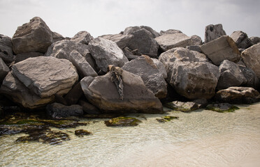 canvas on rocks on the beach