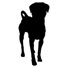 Vector perro mestizo de labrador de pie sobre un fondo blanco 