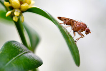 Suillia Fly on Leaf 01