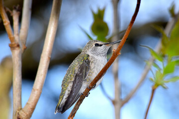 Green Hummingbird Perch 07