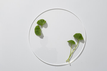 On a white background, round transparent podium is displayed with fresh gotu kola leaves. Natural...