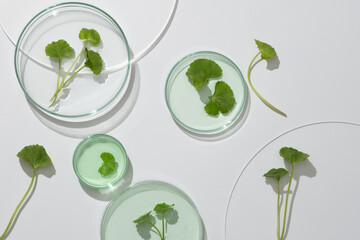 Scene for advertising cosmetic of natural extract - gotu kola leaves decorated on petri dishes on white background. Natural ingredient cosmetics good for skin