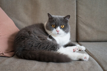 British shorthair cat lying on the sofa