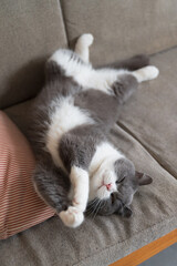 Kitten sleeping on the sofa showing its belly