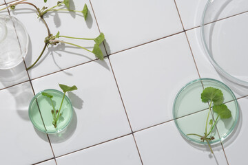 Top view of gotu kola leaves decorated petri dish and blank space on white tile floor. Background for cosmetic product presentation. Natural cosmetics for the body and face.