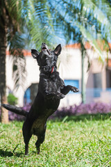 a black female mongrel dog jumping for her toy in a square in the city center