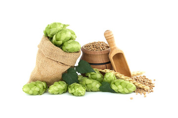 Hop cones and wheat grain over white background
