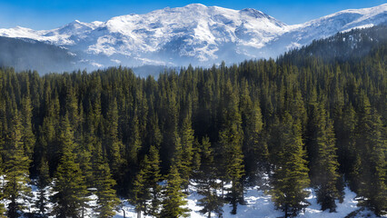 Winter canadian pine forest with snow and snowed mountains