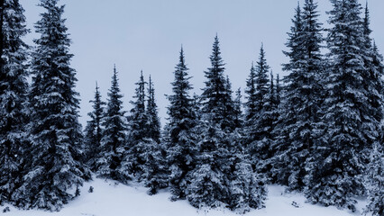 Winter canadian pine forest with snow