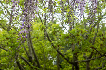 新緑の公園に垂れ下がる藤の花