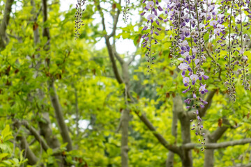 Fototapeta na wymiar 新緑の公園に垂れ下がる藤の花