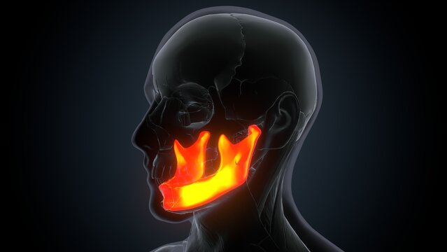 Human Skeleton Skull Mandible Bone Anatomy .3D Illustration
