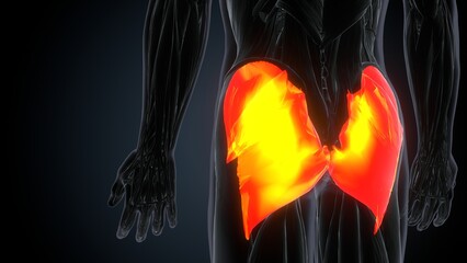 3D illustration of Gluteus Maximus Part of Muscle Anatomy.
