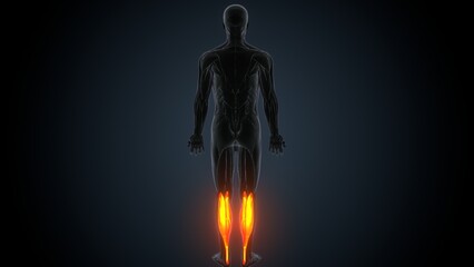 3D illustration of gastronomic Part of Legs Muscle Anatomy
