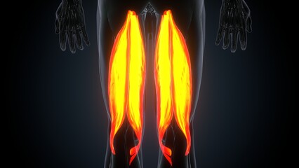 3D illustration of gastronomic Part of Legs Muscle Anatomy
