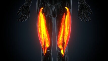 3D illustration of gastronomic Part of Legs Muscle Anatomy
