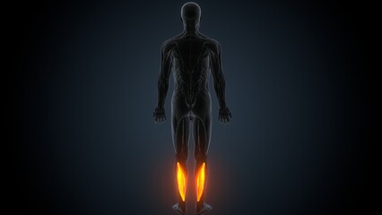 3D illustration of gastronomic Part of Legs Muscle Anatomy
