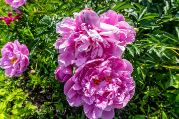 Pink peonies on a bush in the garden in summer