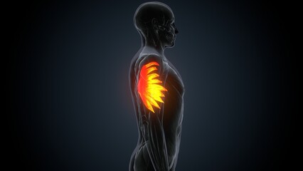 3d rendered muscle illustration of the serratus anterior
