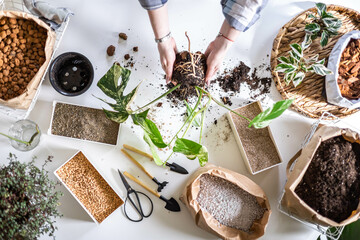Female home gardener transplant natural variegated monstera with soil ground drainage sand top view