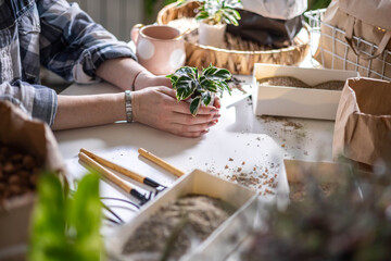Female gardener hands holding small pot with variegated monstera garden equipment on table closeup