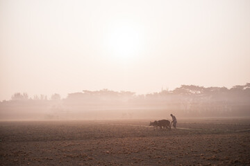 Fototapeta na wymiar rural peasant ploughing his field in traditional old manual methods with domestic animal in a winter morning, Bangladeshi farmer cultivating his paddy field with cows connected with a wooden yoke