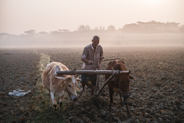 rural peasant ploughing his field in traditional old manual methods with domestic animal in a winter morning, Bangladeshi farmer cultivating his paddy field with cows connected with a wooden yoke