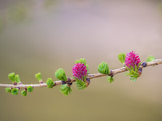Larch tree fresh pink cones blossom at spring on nature background