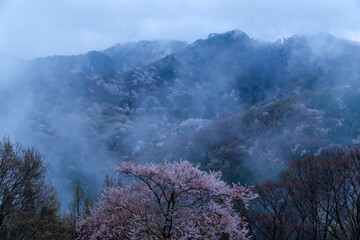 Fototapeta premium 陸郷の朝霧