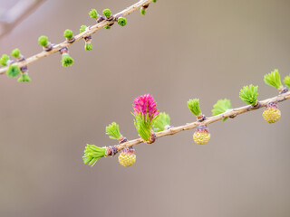 Larch tree fresh pink cones blossom at spring on nature background