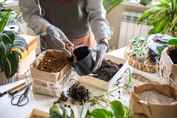 Woman gardener hands adding drainage granules to plastic pot variegated monstera transplant closeup