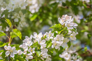 White blossoming apple trees. White apple tree flowers