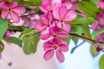Fresh pink flowers of a blossoming apple tree with blured background
