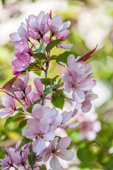 Fresh pink flowers of a blossoming apple tree with blured background