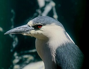 Close up of a heron