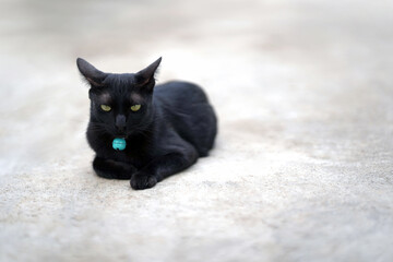 Black cat wearing a blue bell lay staring ahead with fierce eyes on the concrete floor. Copy space.