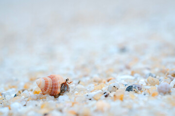 Hermit crab on the beach of Thailand.