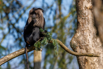 a close up of a bearded monkey sitting on a branch and eating