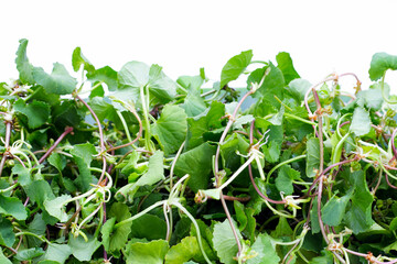 Gotu kola plant or Asiatic pennywort, Indian pennywort