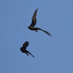 black kite and crow in flight