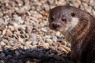 a close up of an otter at the zoo