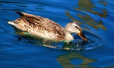 Female mallard duck on water