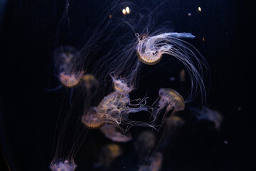 some compass jellyfish swimming around each other